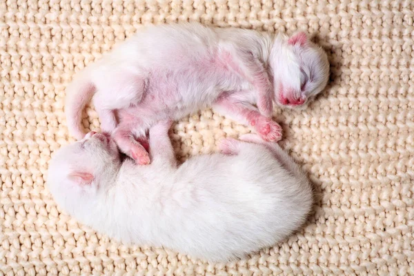 Petits Chatons Nouveau Nés Pour Première Fois Sucer Lait Chat — Photo