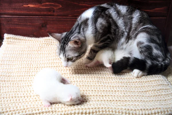 Los Gatitos Recién Nacidos Por Primera Vez Chupan Leche Los — Foto de Stock