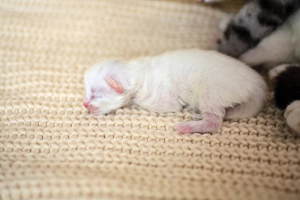Novorozená Koťátka Poprvé Sají Kočičí Mléko Zavřenýma Očima Malá Albínská — Stock fotografie