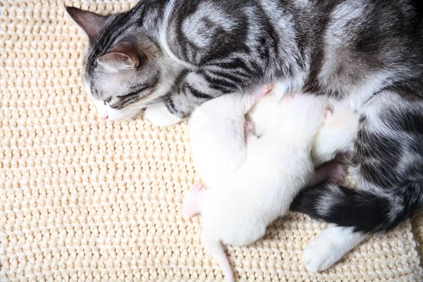 Los Gatitos Recién Nacidos Por Primera Vez Chupan Leche Los — Foto de Stock