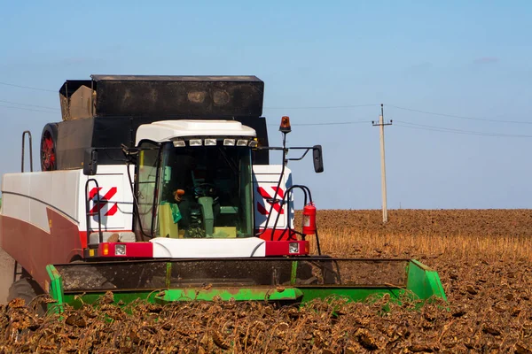 Crop Nagy Területen Száraz Napraforgó Egy Napsütéses Napon Őszi Szüret — Stock Fotó