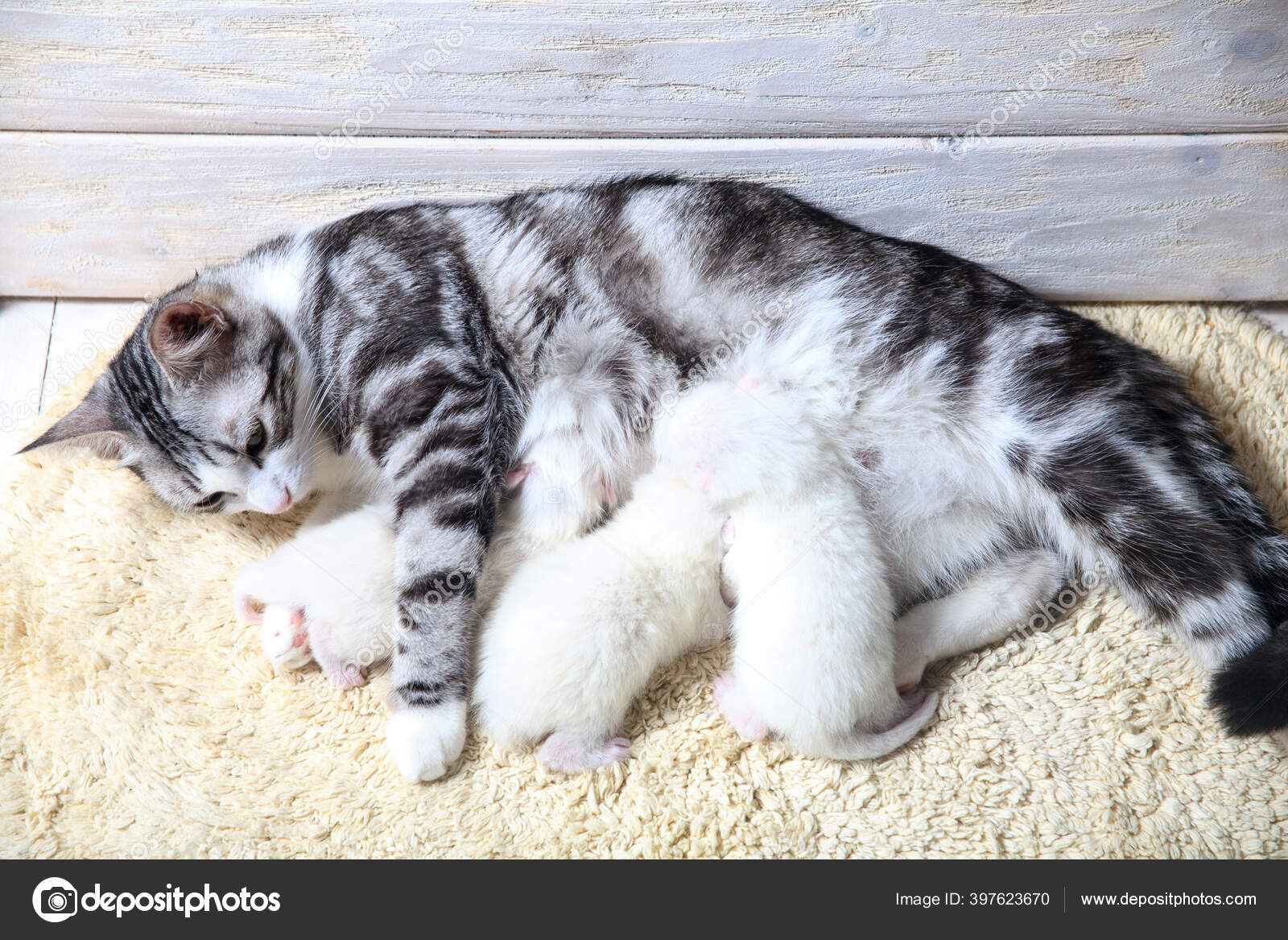 Le Chaton Albinos Images Libres De Droit Photos De Le Chaton Albinos Depositphotos Le Chaton Albinos Images Libres De Droit Photos De Le Chaton Albinos Depositphotos