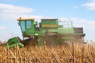 Güneşli bir günde, büyük kuru ayçiçeği tarlasında mahsul. Sonbahar hasadı. Arka planda büyük hasat biçme makinesi olgunlaşmış.,