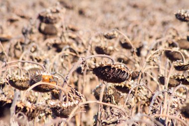 Güneşli bir günde tarlada mahsul. Sonbahar hasadı.