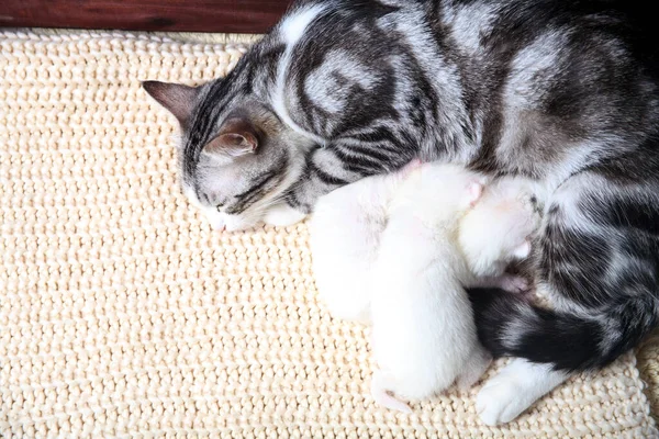 Petits Chatons Nouveau Nés Pour Première Fois Sucer Lait Chat — Photo