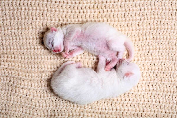 Petits Chatons Nouveau Nés Pour Première Fois Sucer Lait Chat — Photo