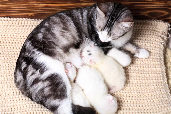 Новорожденные Котята Впервые Сосут Кошачье Молоко Закрытыми Глазами Маленькие Котята — стоковое фото