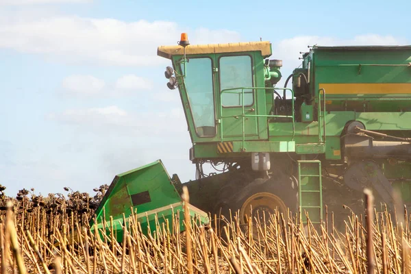 Crop Nagy Területen Száraz Napraforgó Egy Napsütéses Napon Őszi Szüret — Stock Fotó