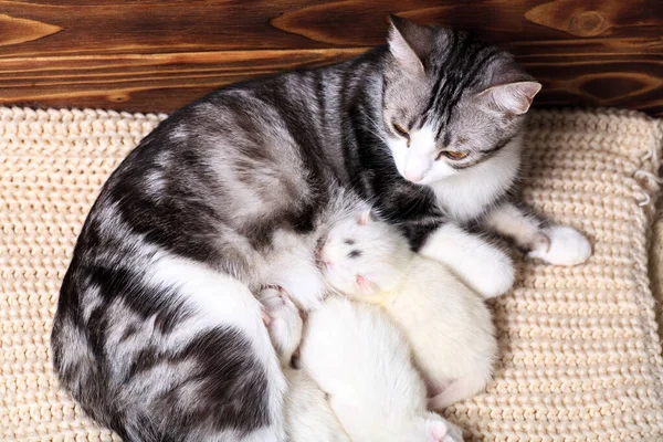 Yeni Doğmuş Yavru Kediler Ilk Kez Gözleri Kapalı Bir Kedi — Stok fotoğraf