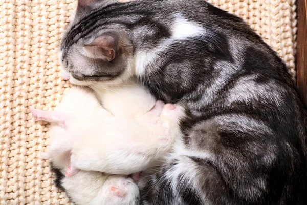 Neugeborene Kleine Kätzchen Saugen Zum Ersten Mal Mit Geschlossenen Augen — Stockfoto