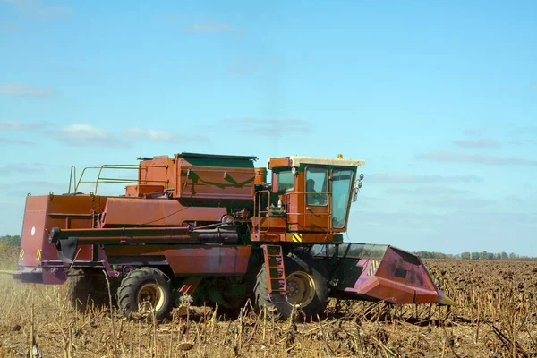 Cultive Grande Campo Girassol Seco Dia Ensolarado Colheita Outono Fundo — Fotografia de Stock