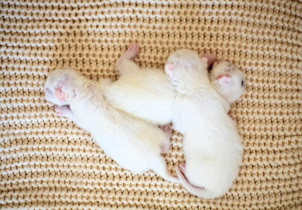 Gatinhos Pequenos Recém Nascidos Pela Primeira Vez Chupam Leite Gatos — Fotografia de Stock