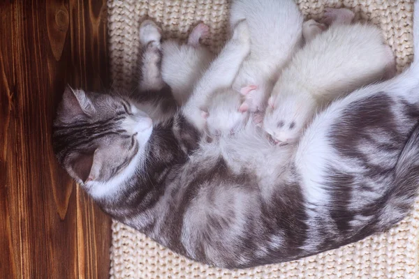 Petits Chatons Nouveau Nés Pour Première Fois Sucer Lait Chat — Photo