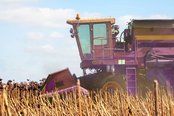 Crop Nagy Területen Száraz Napraforgó Egy Napsütéses Napon Őszi Szüret — Stock Fotó