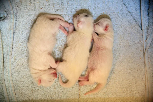 初めての新生児の子猫は目を閉じて猫のミルクを吸う 小さなアルビノの子猫は完全に白いです 猫は子猫を産み 彼らと寝た — ストック写真
