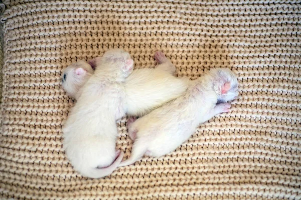 Gatinhos Pequenos Recém Nascidos Pela Primeira Vez Chupam Leite Gatos — Fotografia de Stock
