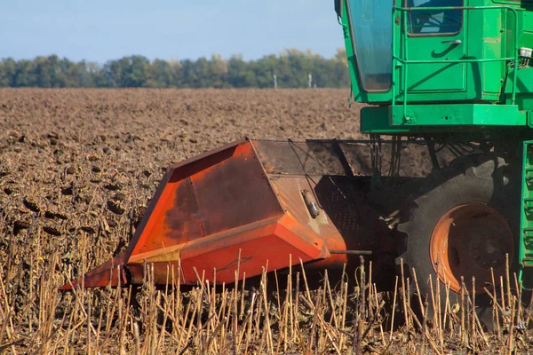 Crop Nagy Területen Száraz Napraforgó Egy Napsütéses Napon Őszi Szüret — Stock Fotó