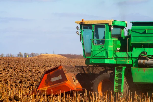 Crop Nagy Területen Száraz Napraforgó Egy Napsütéses Napon Őszi Szüret — Stock Fotó