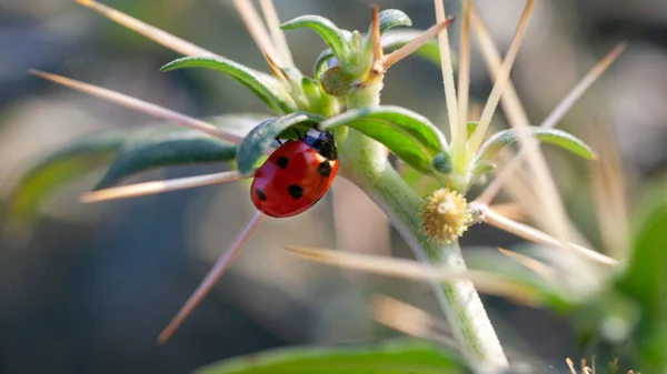 Lady Bug in Cactus Thorns