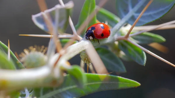 Lady Bug en espinas de cactus — Foto de Stock