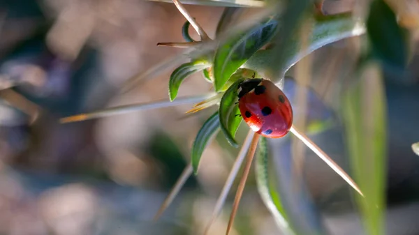 Lady Bug in Cactus Thorns