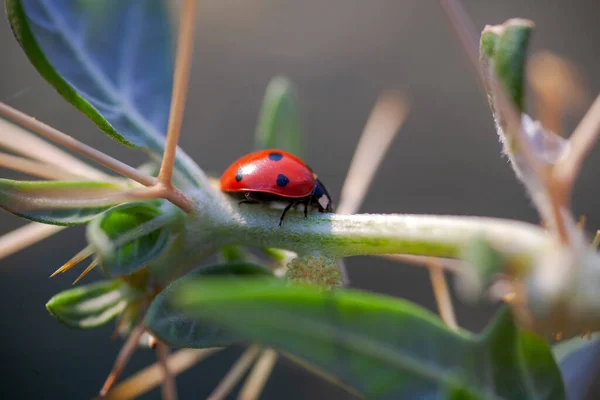 Lady Bug en espinas de cactus — Foto de Stock