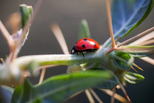 Lady Bug em Cactus Thorns — Fotografia de Stock