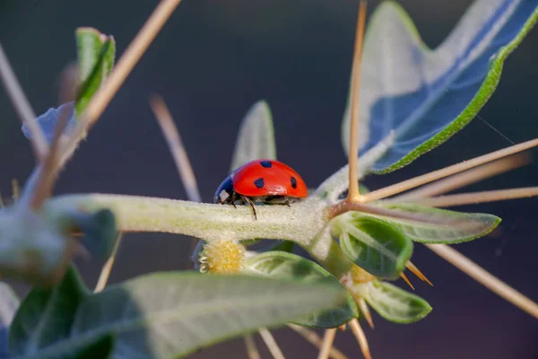 Lady Bug in Cactus Thorns
