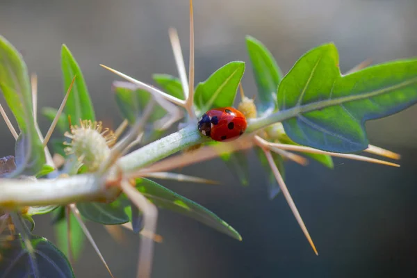 Lady Bug en espinas de cactus — Foto de Stock