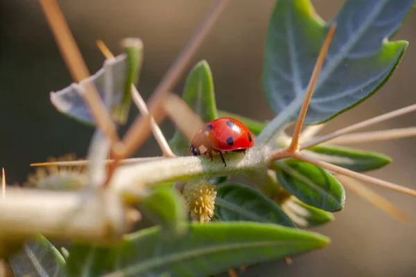 Lady Bug em Cactus Thorns — Fotografia de Stock