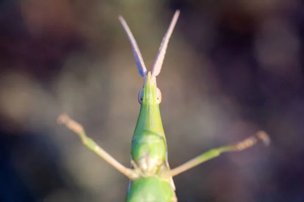 Una Locusta Immagine Vicino Con Uno Sfondo Verde — Foto Stock