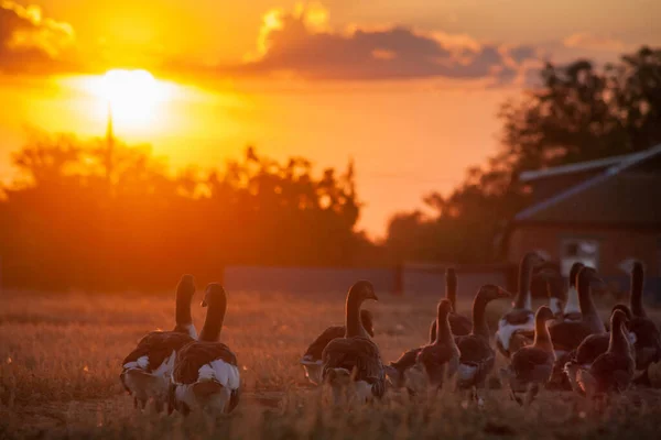 Rural landscape. White domestic Geese are walking. goose farm.Home goose. geese on poultry farm. A flock of domestic white geese walk along the sand against a wooden fence.