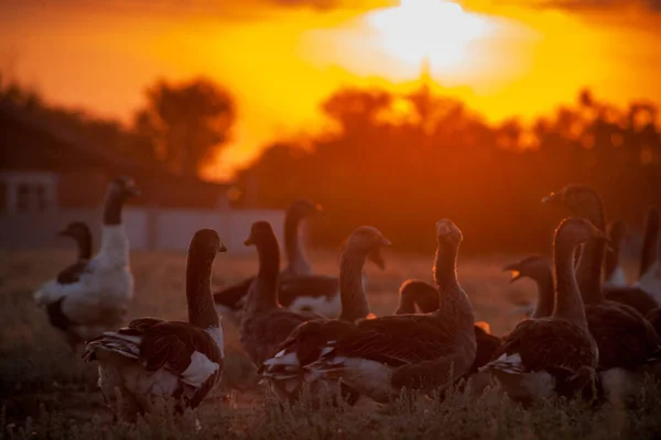 Rural landscape. White domestic Geese are walking. goose farm.Home goose. geese on poultry farm. A flock of domestic white geese walk along the sand against a wooden fence.