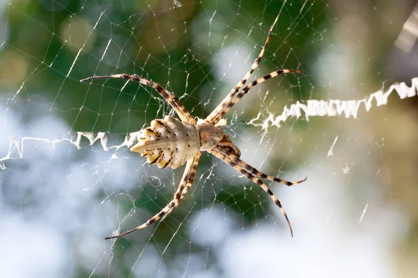 Agriopa Una Vespa Velenosa Lobulata Ragno Una Specie Terribile Dipinta — Foto Stock