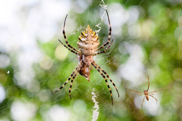 Agriopa Est Une Araignée Venimeuse Lobulée Une Espèce Terrible Peinte — Photo