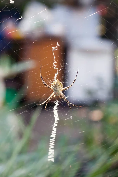 Αγριόπα Είναι Μια Δηλητηριώδης Σφήκα Αράχνη Ενός Τρομερού Είδους Βαμμένη — Φωτογραφία Αρχείου