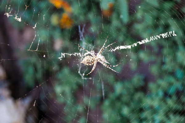 Agriopa 노란색으로 바다에 말벌의 거미이다 지페로 — 스톡 사진