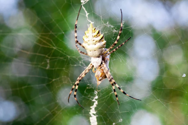 Agriopa Lobulated Poisonous Wasp Spider Terrible Species Painted Black Yellow — Stock Photo, Image