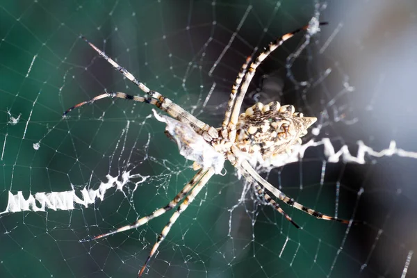 Agriopa Lobulated Poisonous Wasp Spider Terrible Species Painted Black Yellow — Stock Photo, Image