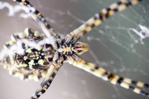 Agriopa Uma Aranha Vespa Venenosa Lobulada Uma Espécie Terrível Pintada — Fotografia de Stock