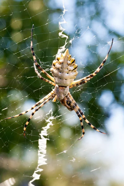 Αγριόπα Είναι Μια Δηλητηριώδης Σφήκα Αράχνη Ενός Τρομερού Είδους Βαμμένη — Φωτογραφία Αρχείου