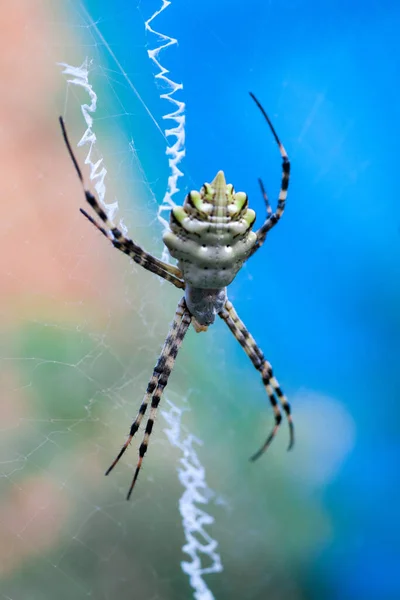 花生酱是一种裂片有毒的黄蜂蜘蛛 其种类很可怕 被漆成黑色和黄色条纹 危险的花园蜘蛛Argiope Lobata — 图库照片