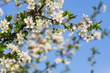 Çiçek açan kayısı makrosu dalları hafif açık mavi gökyüzü arka planına odaklanmış. Paskalya ve bahar tebrik kartları için doğanın soyut arkaplan çiçekli güzel bahar kartları