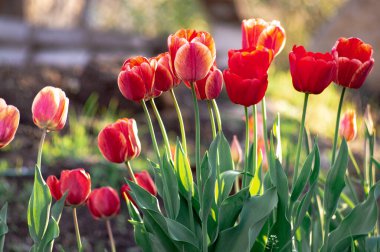 Renkli lale grubu. Baharın başında bahçede açan gerçek kırmızı laleler. Güneş ışığıyla aydınlatılıyor. Yumuşak seçici odak, lale yakın, tonlama. Parlak renkli lale fotoğrafı arkaplanı