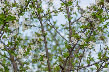 Çiçek açan kayısı makrosu dalları hafif açık mavi gökyüzü arka planına odaklanmış. Paskalya ve bahar tebrik kartları için doğanın soyut arkaplan çiçekli güzel bahar kartları