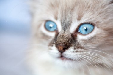 Siyah arka planda gri tüylü kedi yavrusu zıplama ve ısırma oyunu oynanıyor. Favori evcil hayvan çöpte oturur. Kedi barınağı.