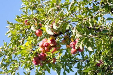 Olgun kırmızı elmalar bahçedeki bir ağaçta asılı. Elma yetiştirmek için tarım çiftliği. Olgun sulu elmaları ağaçtan topluyorum..