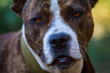 Kocaman dişleri olan kötü bir bekçi köpeğinin ağzı. Bir bekçi köpeğinin açık çenesi. Rottweiler evi koruyor..