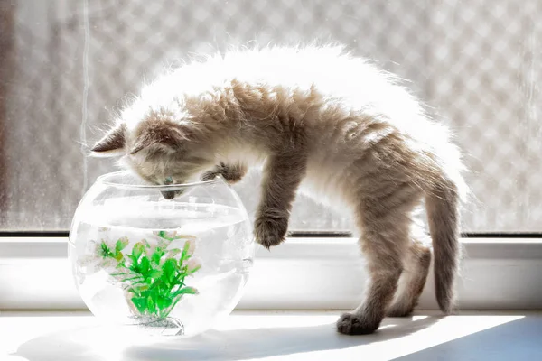 Piękny Puszysty Kotek Poluje Złotą Rybkę Akwarium Przyjaźń Kotów Ryb — Zdjęcie stockowe