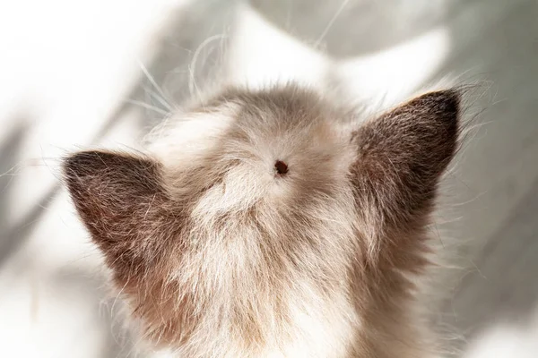 Carrapato Infeccioso Ixódico Preso Cabeça Gatinho Uma Carraça Mordeu Animal — Fotografia de Stock